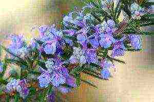 rosemary planting and care in the open field in the suburbs