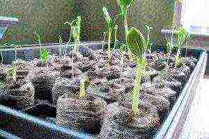 rosemary planting and care in the open field in the suburbs