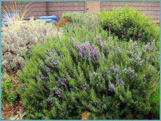 rosemary planting and care in the open field in the suburbs