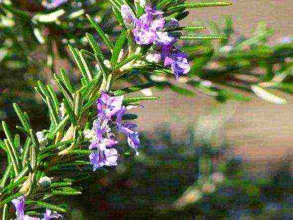 rosemary planting and care in the open field in the suburbs