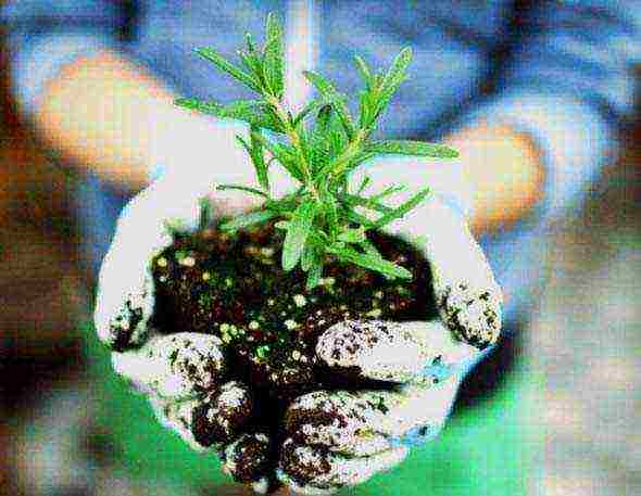 rosemary planting and care in the open field in the suburbs