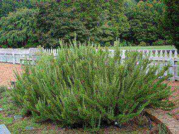 rosemary planting and care in the open field in the suburbs