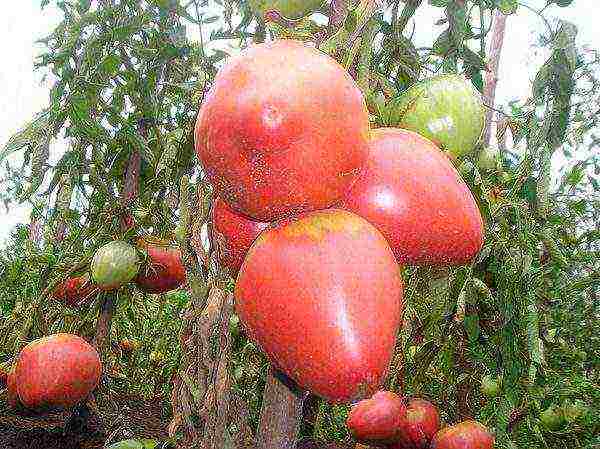 pink tomatoes are the best varieties