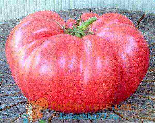 pink tomatoes are the best varieties