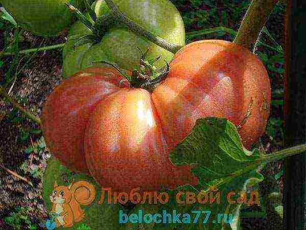 pink tomatoes are the best varieties