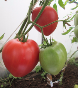 pink tomatoes are the best varieties