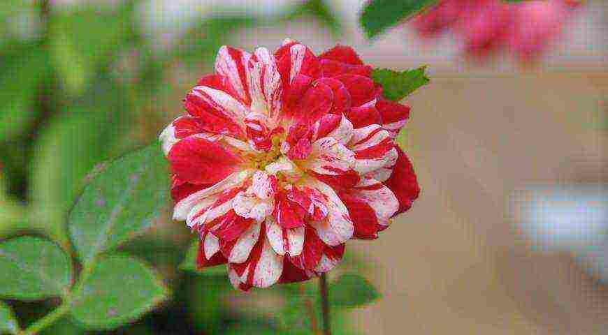 Meillan roses are the best varieties