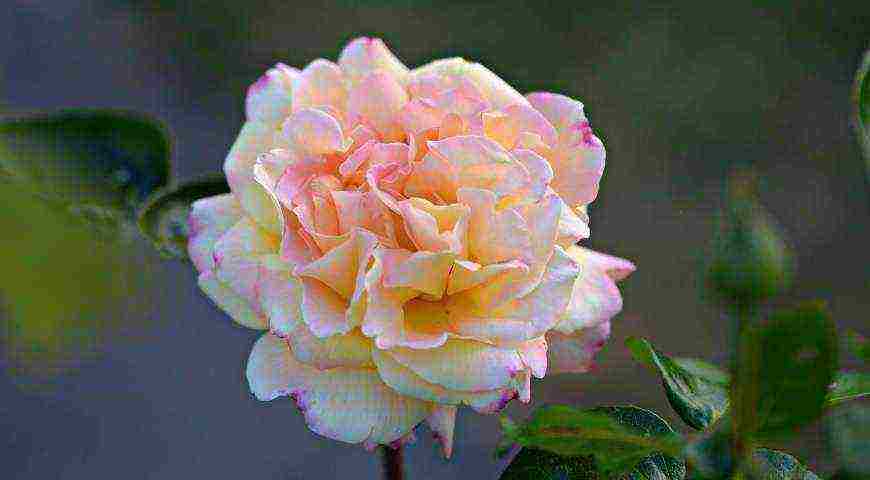 Meillan roses are the best varieties