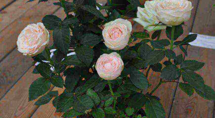 Meillan roses are the best varieties