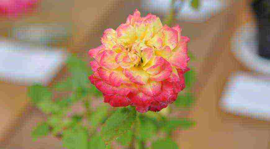 Meillan roses are the best varieties