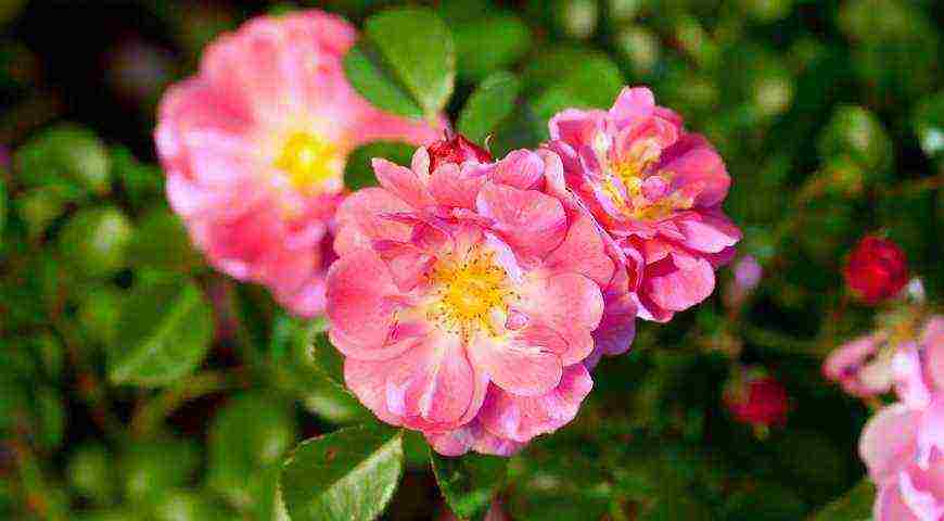 Meillan roses are the best varieties