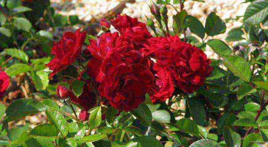 Meillan roses are the best varieties