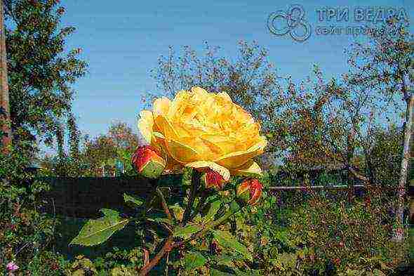 roses planting and care in the open field in the suburbs