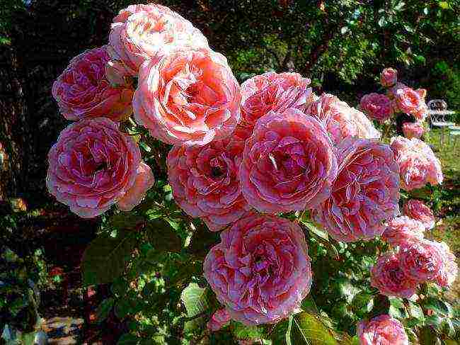 mga rosas na pagtatanim at pangangalaga sa bukas na bukid sa mga suburb