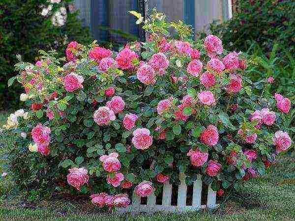 roses planting and care in the open field in the suburbs