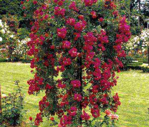 roses planting and care in the open field in the suburbs