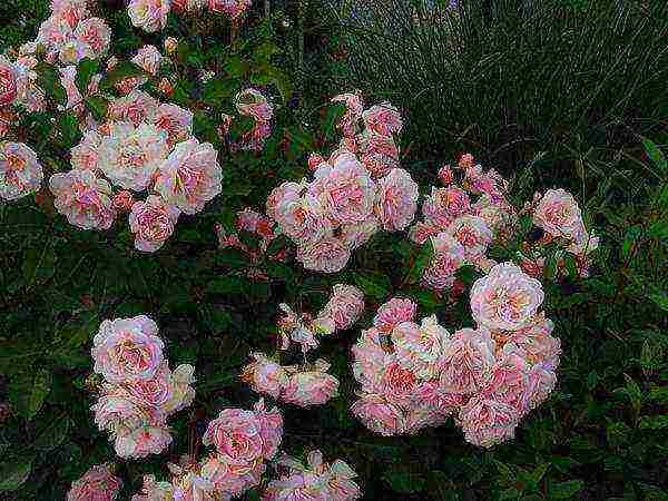 roses planting and care in the open field in the suburbs