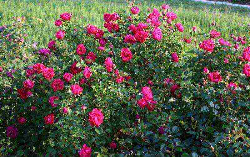 roses planting and care in the open field in the suburbs