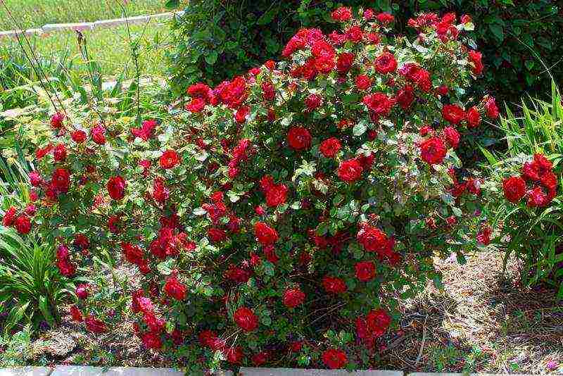 roses planting and care in the open field in the suburbs