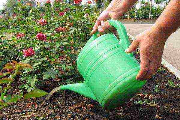 roses planting and care in the open field in siberia
