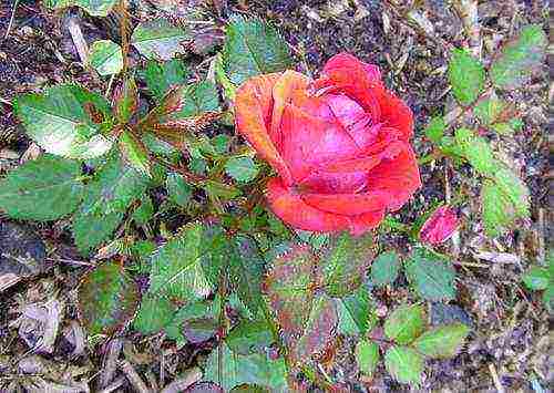 roses varieties planting and care in the open field for beginners