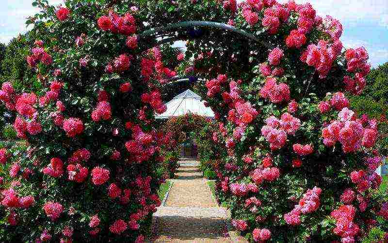 roses varieties planting and care in the open field for beginners