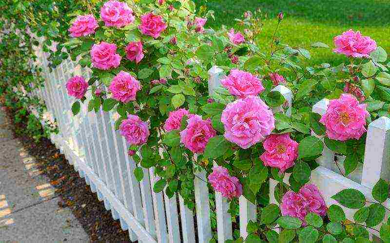 roses varieties planting and care in the open field for beginners