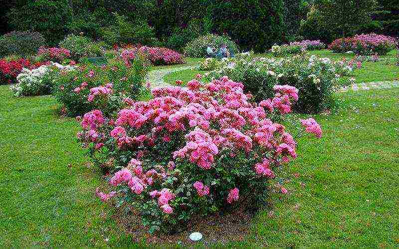 roses varieties planting and care in the open field for beginners