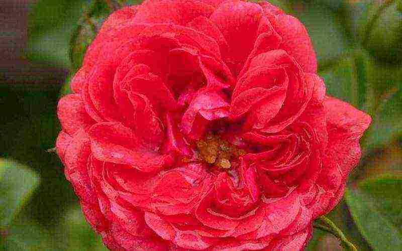 roses varieties planting and care in the open field for beginners