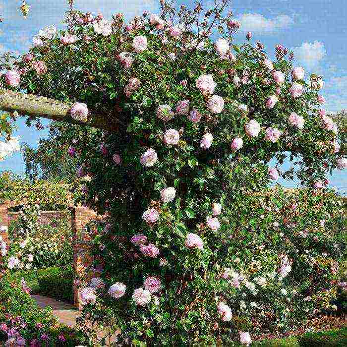 roses varieties planting and care in the open field for beginners