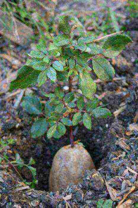 roses varieties planting and care in the open field for beginners