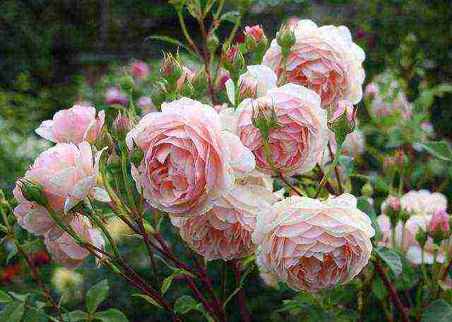 roses varieties planting and care in the open field for beginners