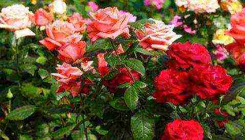 roses varieties planting and care in the open field for beginners