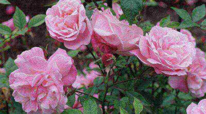 roses varieties planting and care in the open field for beginners