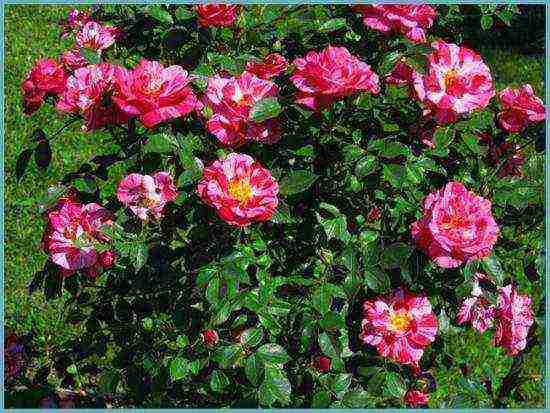 roses varieties planting and care in the open field for beginners