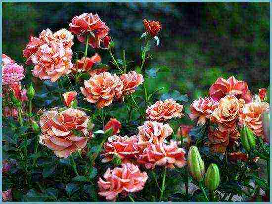 roses varieties planting and care in the open field for beginners