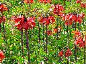 hazel grouse imperial rubra planting and care in the open field