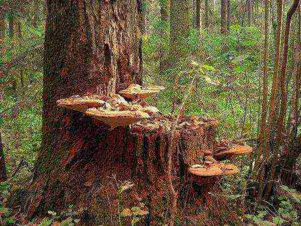 edible mushroom grown on wood waste