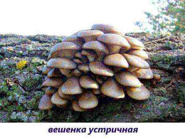 edible mushroom grown on wood waste