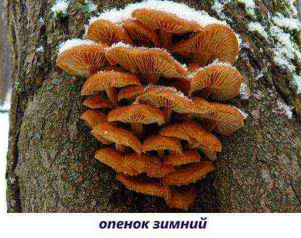 edible mushroom grown on wood waste