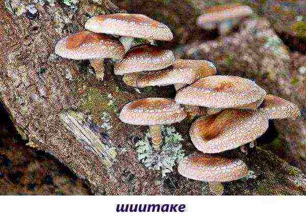 edible mushroom grown on wood waste