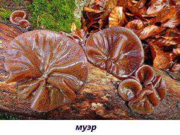 edible mushroom grown on wood waste