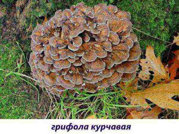 edible mushroom grown on wood waste