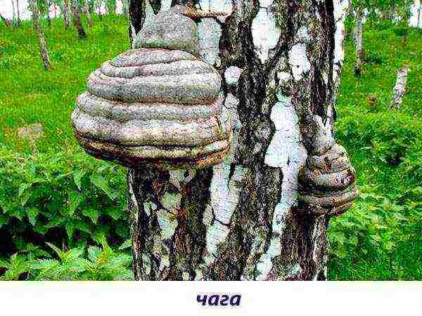 edible mushroom grown on wood waste