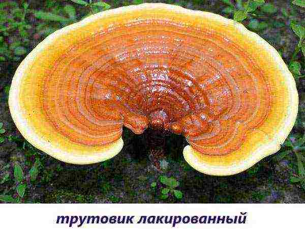 edible mushroom grown on wood waste