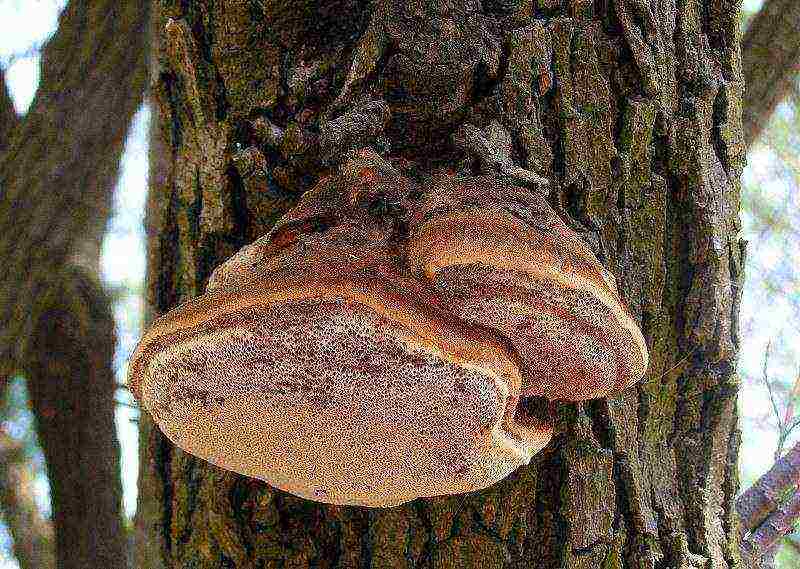 edible mushroom grown on wood waste