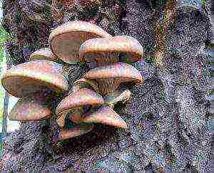 edible mushroom grown on wood waste