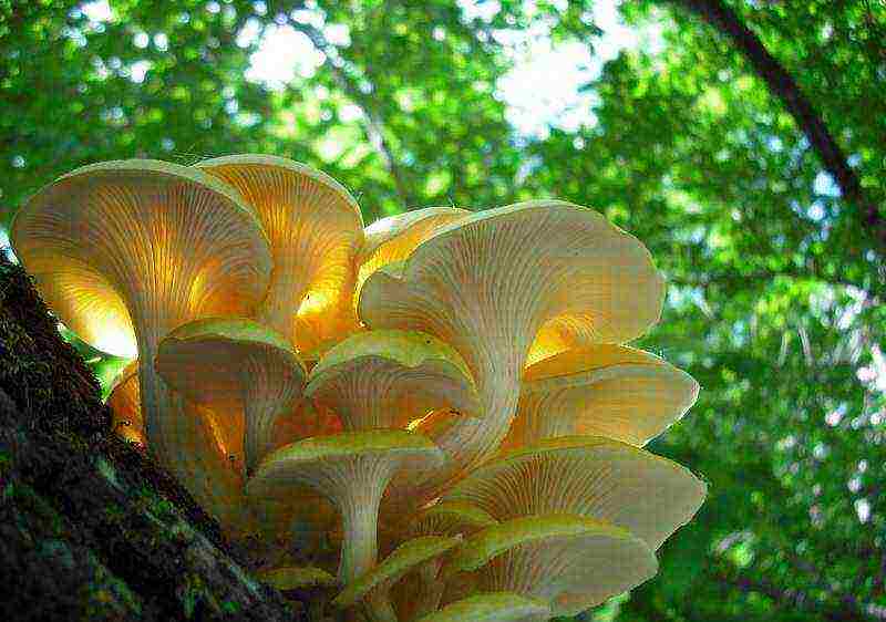 edible mushroom grown on wood waste