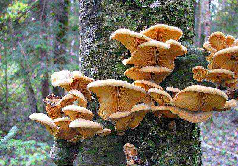 edible mushroom grown on wood waste