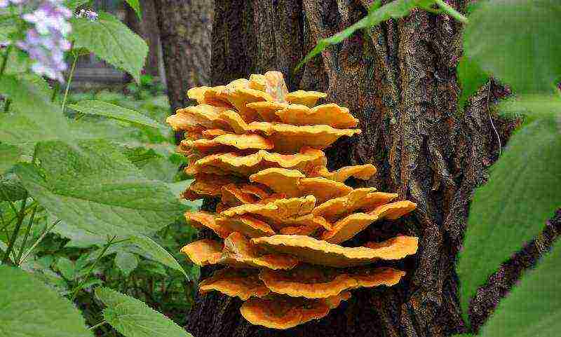 edible mushroom grown on wood waste